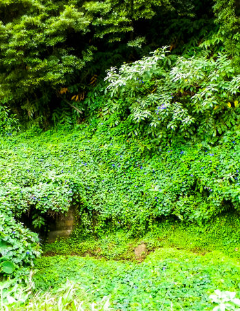 Wild, tropical forest on Sao Miguel Island. Azores.の写真素材