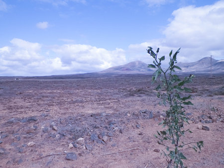 Desert on Lanzarote Island. Pure nature of the Canarian archipelago.の写真素材