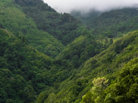 Tropical forest on Sao Miguel Island. Beauty of nature. Exploration of exotic island.の写真素材