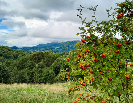 Rowan ash in Bieszczady Mountain. Discovering the natural beauty of the Carpathians.の写真素材