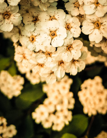 Close up of white spiraea flowers in bloom. Natural Background.