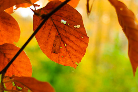 Autumn leaves as a natural background. Copy space.
