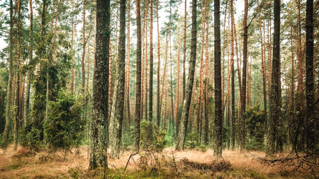 panoramic view of the majestic evergreen forest. Vintage retro styles