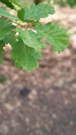 Oak tree leaves and forest landscape in a foreground. Copy space on natural background.