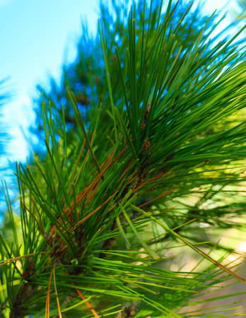 Close up of pine tree branch. Nature detail.