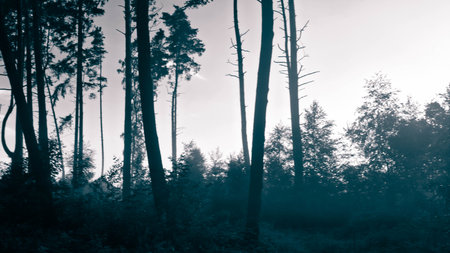 Dark forest landscape. BW filter toned.