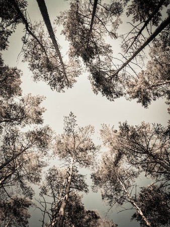 Trees on sky background. Summer green nature. Copy space. abstract filter toned.