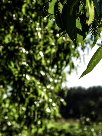 Close up of branch and it's green leaves. Flora of Tuchola Forest region in Poland. Nature...