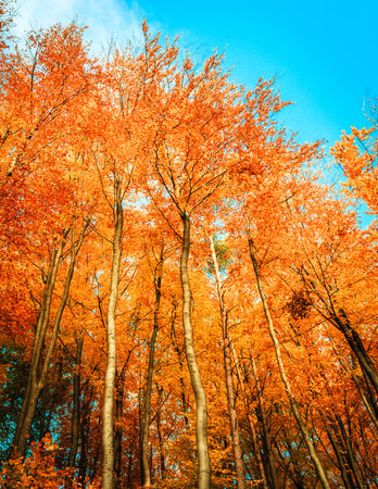 Autumn trees as a natural background. Copy space.