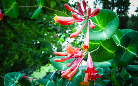 Close up of pink honeysuckle (Lonicera L.) flowers. Polish nature in summer, floral and gardening concept. Copy space, nature background.の写真素材