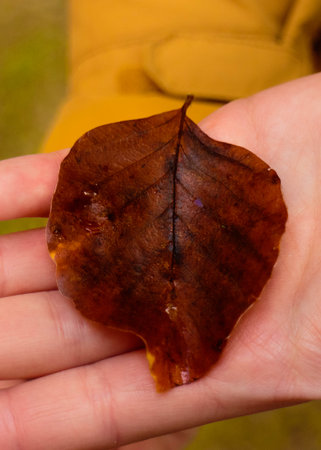 Close up of autumn alder leaf on the hand.
