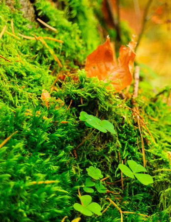 Close up of green moss in forest. NatureConcept.