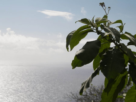 Atlantic sea horizon from Sao Miguel exotic island of Azores. Copy space.