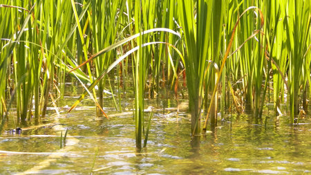 Close up of Typha plant in lake water. Copy space on lake water.の写真素材