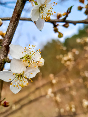 Waking up summer nature. Flowers of bloomung apple tree.