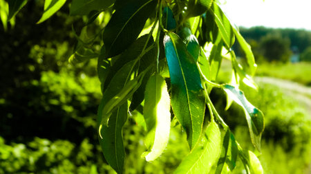 Close up of branch and it's green leaves. Flora of Tuchola Forest region in Poland. Nature...