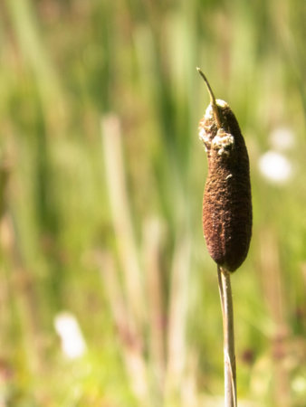 Close up of typha plant. Nature of Tuchola Forest and Kashubian region in Poland. Copy space, nature background.の写真素材