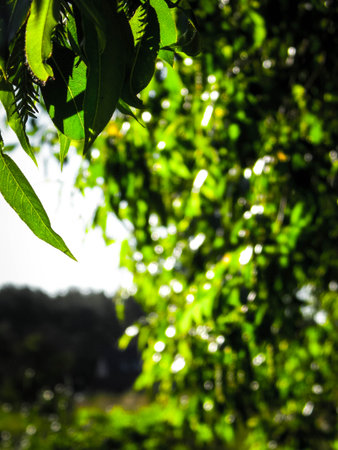 Close up of branch and it's green leaves. Flora of Tuchola Forest region in Poland. Nature background, summer. Copy space.の写真素材