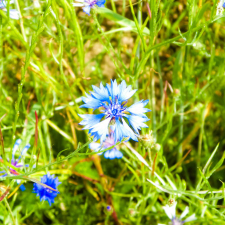 Meadow with iris flowers as nature background. Summer nature concept.