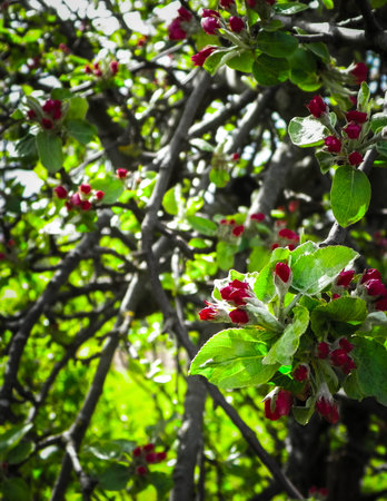 Close up of apple flowers on tree. Spring nature.