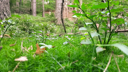Deep forest in northern Poland. Close up of forest litter. Natural background.