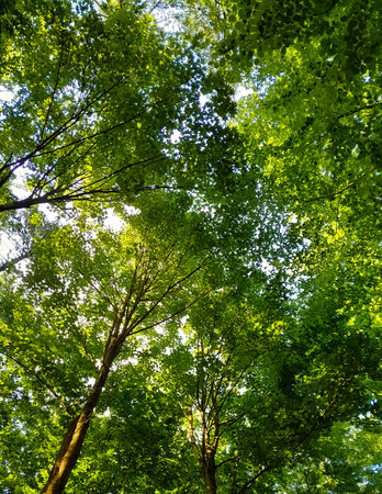 Green branches as a natural background. Copy space, wild forest.