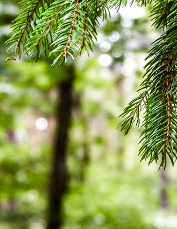 Close up of spruce branch. Copy space, nature concept.