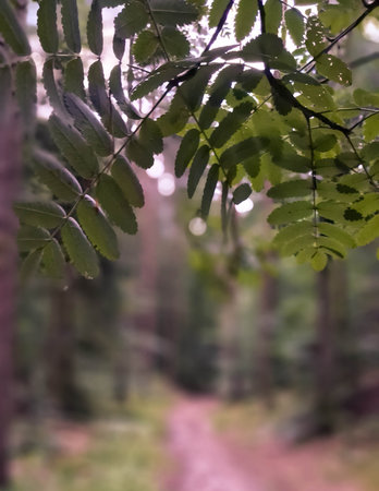 Autumnal forest with fog and bokeh in the background