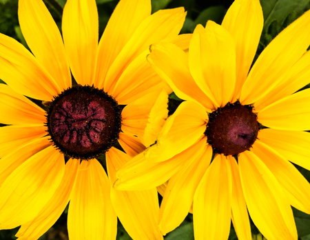 Close up of rudbeckia flower head. Natural background.