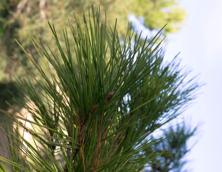 Close up of pine tree branch. Nature detail.