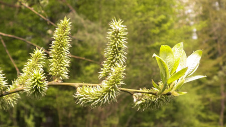 Close up of spring, blooming buds on the tree. Nature background.