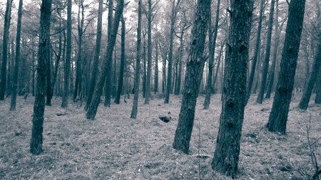 The pine forest in the coastal zone of the Baltic sea. Holidays and tourism, beautiful nature of...
