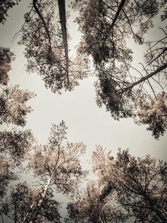Trees on sky background. Summer green nature. Copy space. abstract filter toned.の写真素材