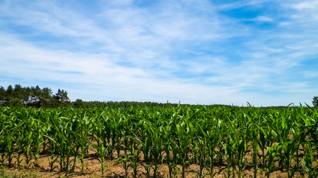 Landscape of corn field, and blue sky as a background. Nature and agriculture concept.