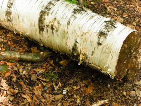 Birch root as a natural background. Copy space.の写真素材
