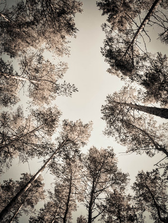 Trees on sky background. Summer green nature. Copy space. abstract filter toned.