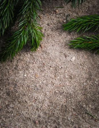 Spruce branch on the sand. Nature background. Copy spaceの写真素材