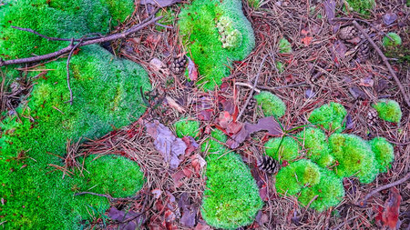 Forest ground. Moss and litter as natural background.