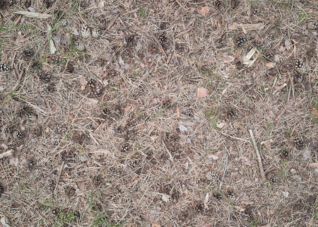 Forest litter as nature background. Copy space.