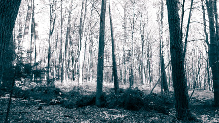 Autumn in the forest. Beauty of northern Poland nature. BW filter toned.