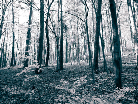 Autumn in the forest. Beauty of northern Poland nature. BW filter toned.