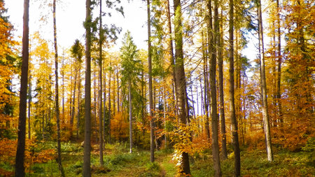 Deep autumnal forest in Northern Poland. Beauty of natureの写真素材