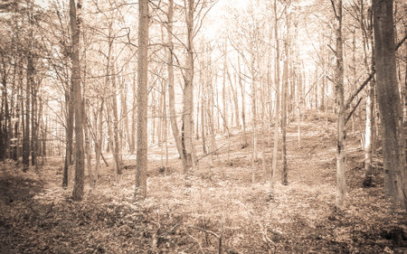 Autumn in the forest. Beauty of northern Poland nature. BW filter toned.の写真素材