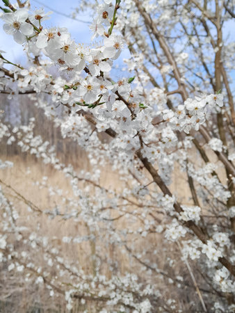 Waking up summer nature. Flowers of bloomung apple tree.の写真素材