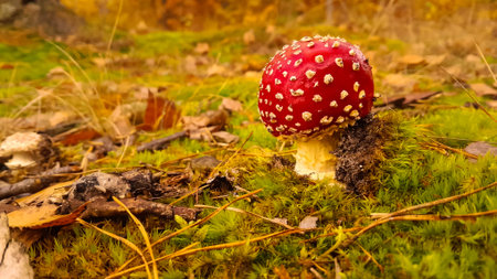 Close up of red toadstool (amanita muscaria). Beautiful mushroom in the forest.