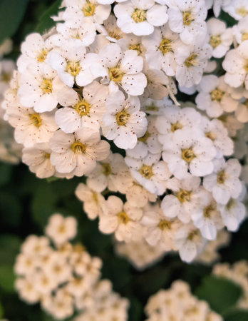 Close up of white spiraea flowers in bloom. Natural Background.の写真素材