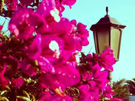 Close up of blooming violet flowers on Lanzarote island. Exotic canarian nature, close up of flower petals.の写真素材