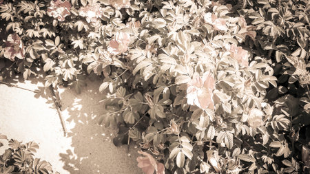 White, wild rose flofers. Rosa acicularis - summer nature background. Vintage art filter.の写真素材