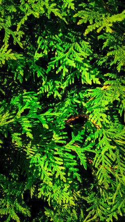 Thuja leaves as natural background. Copy space.