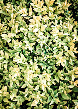 Little bush leaves as natural background. Copy space.